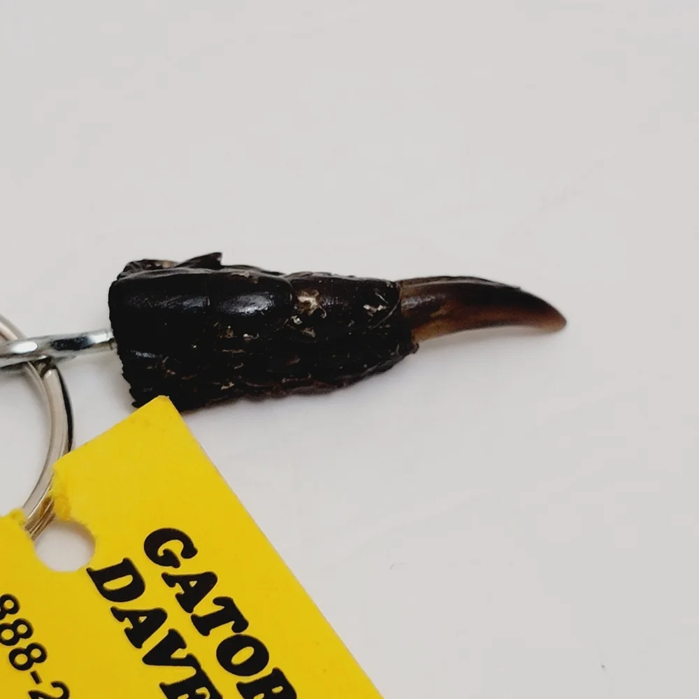 Genuine Gator Large Toe Claw Keyring/keychain